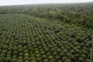 Borneo Palm Oil Plantation