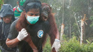 Borneo Orangutan Rescue