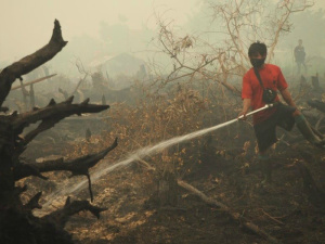 Borneo Forest Fire